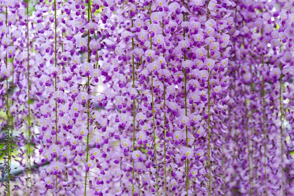 Naklejka premium 滝のように垂れ下がる紫色の藤の花々