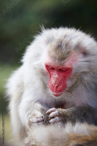 Japanese wild monkey, wild animal	