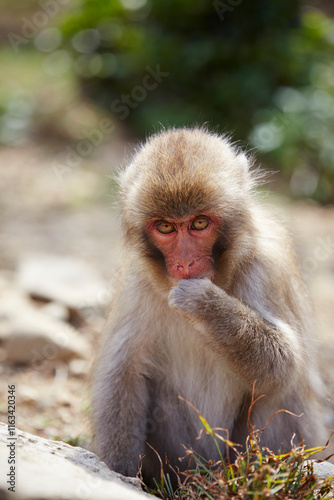Japanese wild monkey, wild animal	