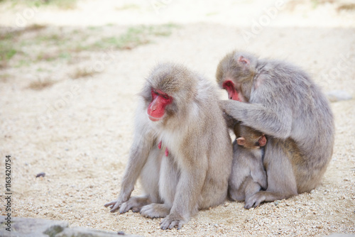 Fototapeta Naklejka Na Ścianę i Meble -  Japanese wild monkey, wild animal