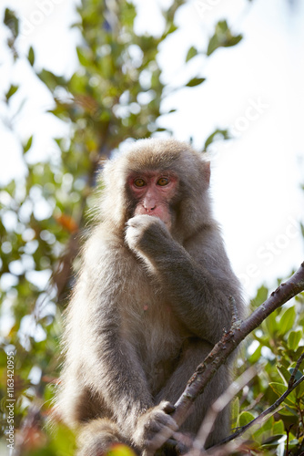 Japanese wild monkey, wild animal