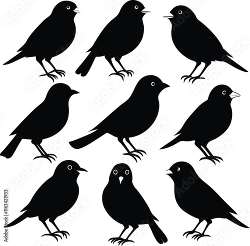  set consistent eastern towhee already mention vector