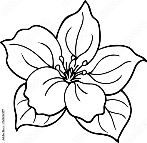 dogwood flower outline vector illustration