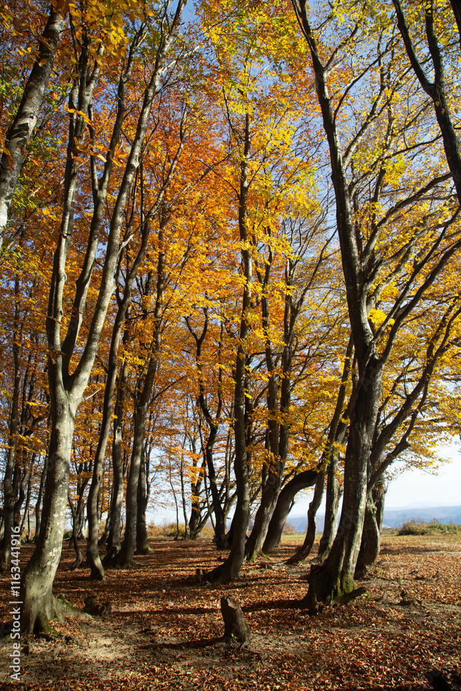 Tall trees with golden-yellow and orange leaves reach toward a clear blue sky Tall trees with golden-yellow and orange leaves reach toward a clear blue sky