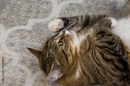 Canvas Print Lazy tabby grey cat relaxing. High quality photo