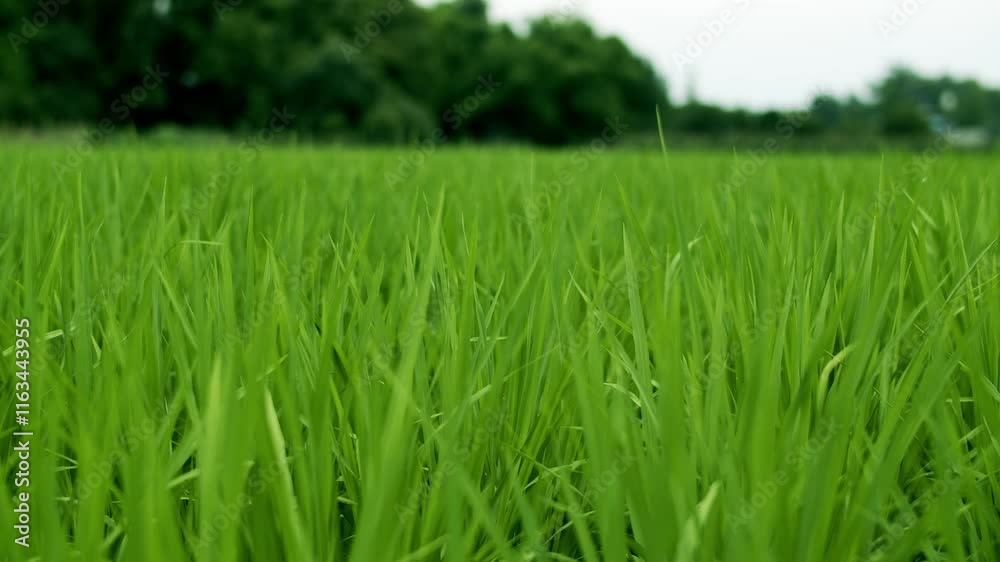 Natural rice paddy seedlings thriving in lush green fields at dawn with gentle breeze Natural rice paddy seedlings thriving in lush green fields at dawn with gentle breeze