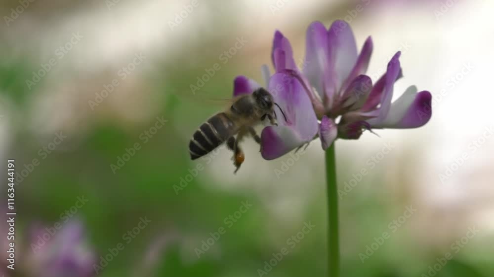 Springtime bees collect honey from vibrant flowers in nature's macro world of pollination Springtime bees collect honey from vibrant flowers in nature's macro world of pollination