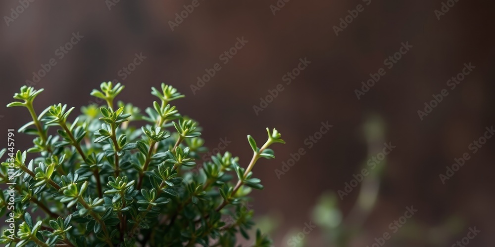 Obraz premium Close-up of vibrant green thyme plant against a blurred brown background