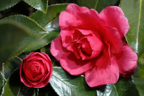 冬の花、さざんか photo