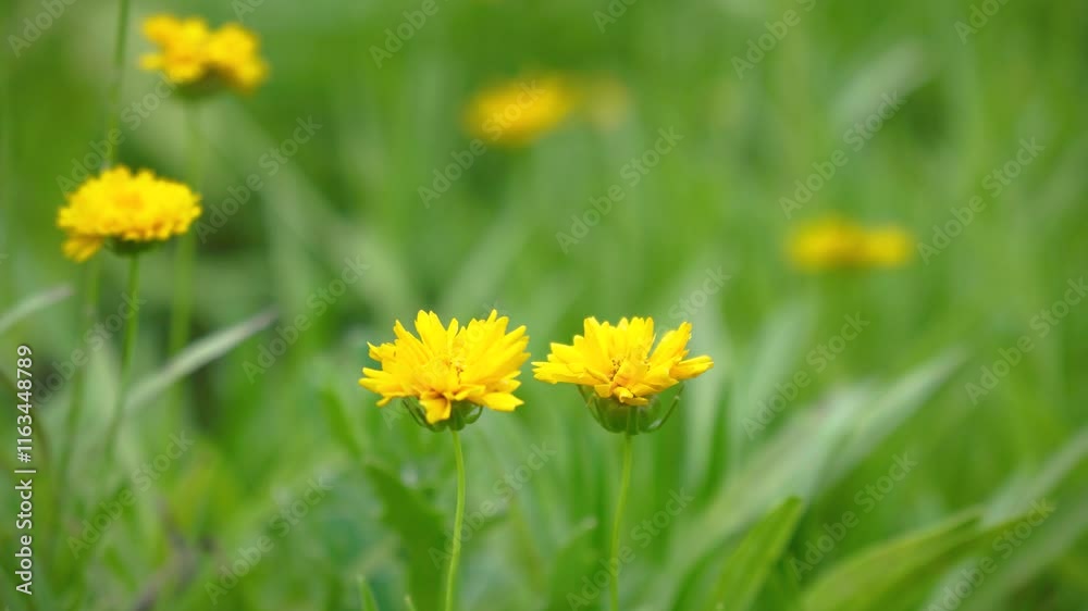 Close up of vibrant yellow flowers thriving in lush green grass during sunny daylight Close up of vibrant yellow flowers thriving in lush green grass during sunny daylight