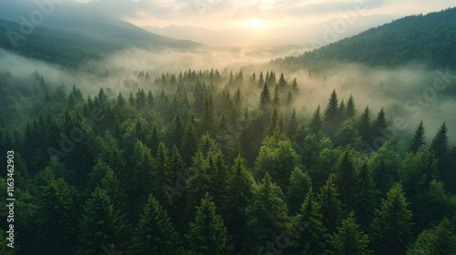 Misty Mountain Forest at Sunrise Aerial View of Evergreen Trees