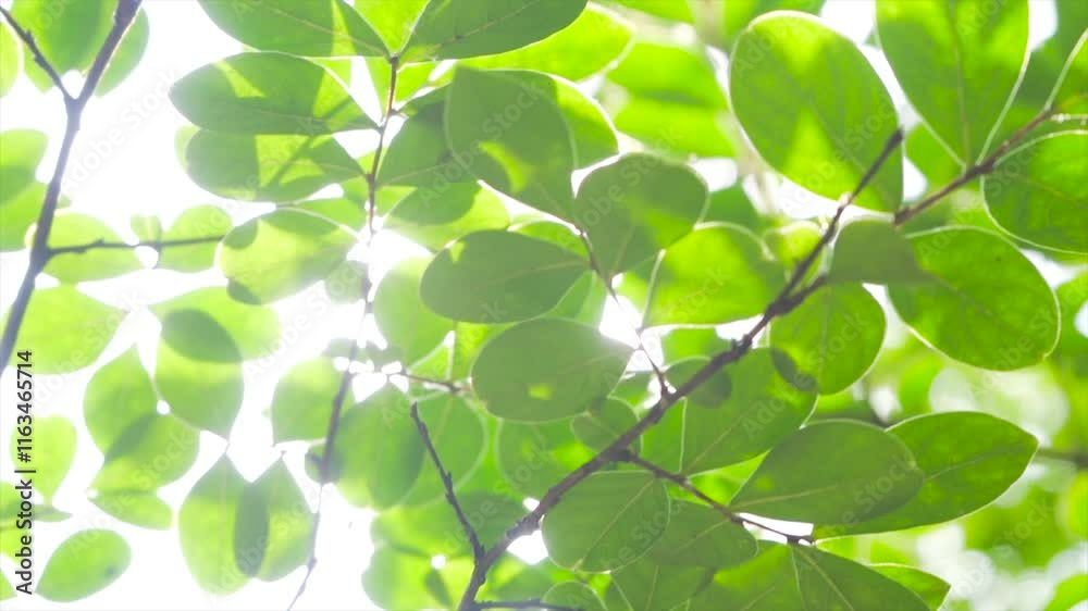 Bright green leaves unfurling under spring sunlight in a serene forest setting Bright green leaves unfurling under spring sunlight in a serene forest setting