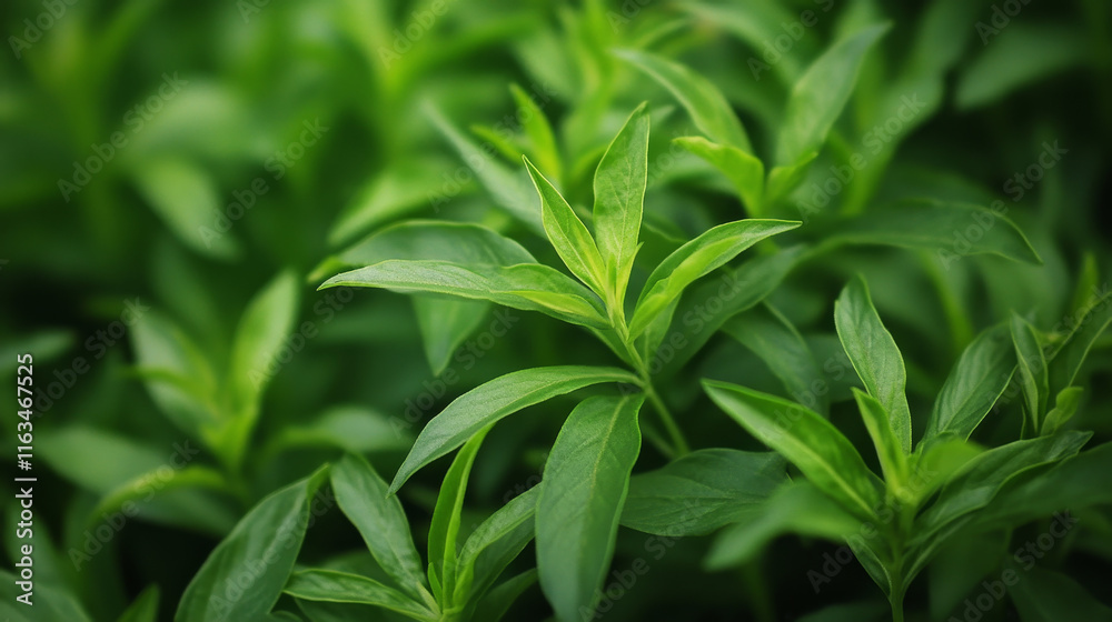 Tarragon green leaf sketch of spice herb. Fresh branch of estragon isolated symbol of mediterranean cuisine seasoning for spice shop label, food and drink packaging, herbal medicine themes design Tarragon green leaf sketch of spice herb. Fresh branch of estragon isolated symbol of mediterranean cuisine seasoning for spice shop label, food and drink packaging, herbal medicine themes design