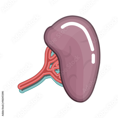 Cartoon illustration of a spleen with its blood vessels.  The organ is depicted in shades of mauve and pink, set against a black background.  A sticker-like white border surrounds the image.
 photo