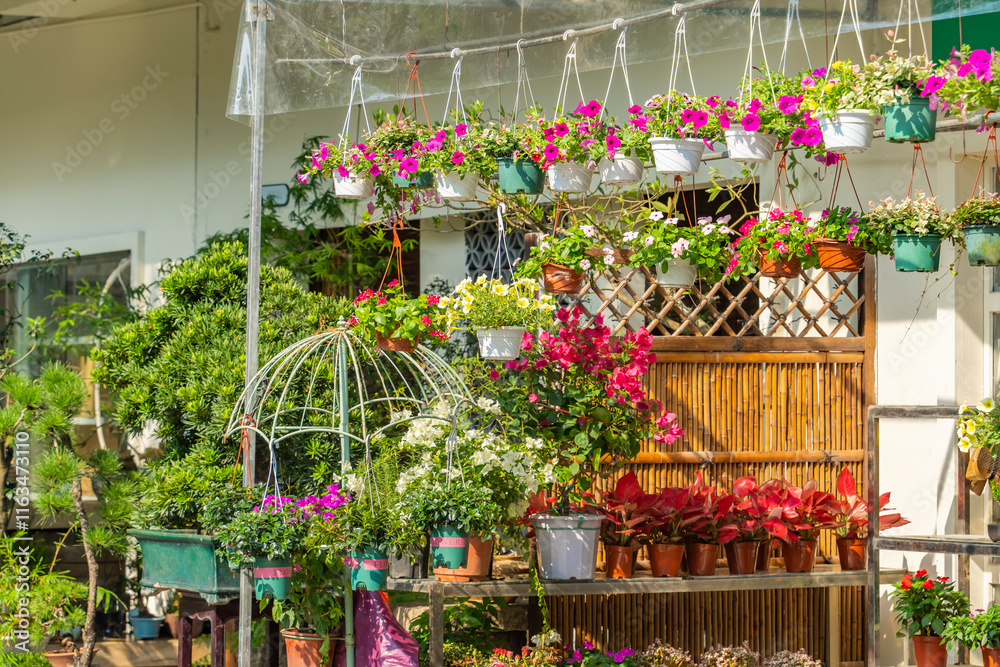 Obraz premium colourful petunia flowers hanging in garden