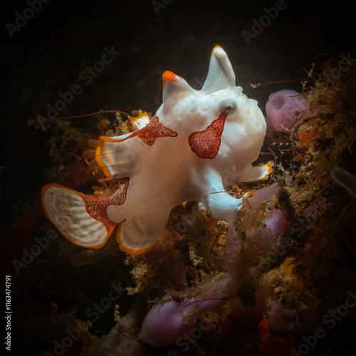 Eye level with a Juvenille Warty (Clown) Frogfish (Antennarius maculatus) on coral photo