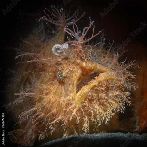Eye level with a Hairy Frogfish (Antennarius striatus) sat on the ocean floor.
