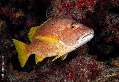 Eye level with a Schoolmaster Snapper (Lutjanus apodus). Background is a mixture of red coloured soft & hard coral.