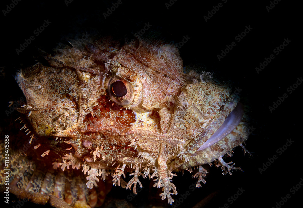 Close up of a Scorpionfish (Scorpaenidae) Close up of a Scorpionfish (Scorpaenidae)