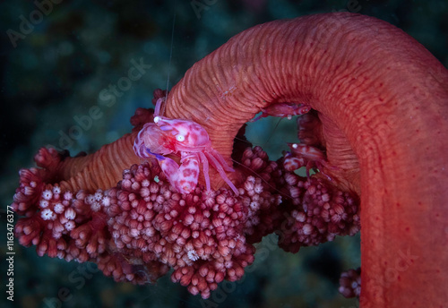 Looking down on a Soft Coral Porcelain Crab (Lissoporcellana nakasonei) on soft coral polyps. photo