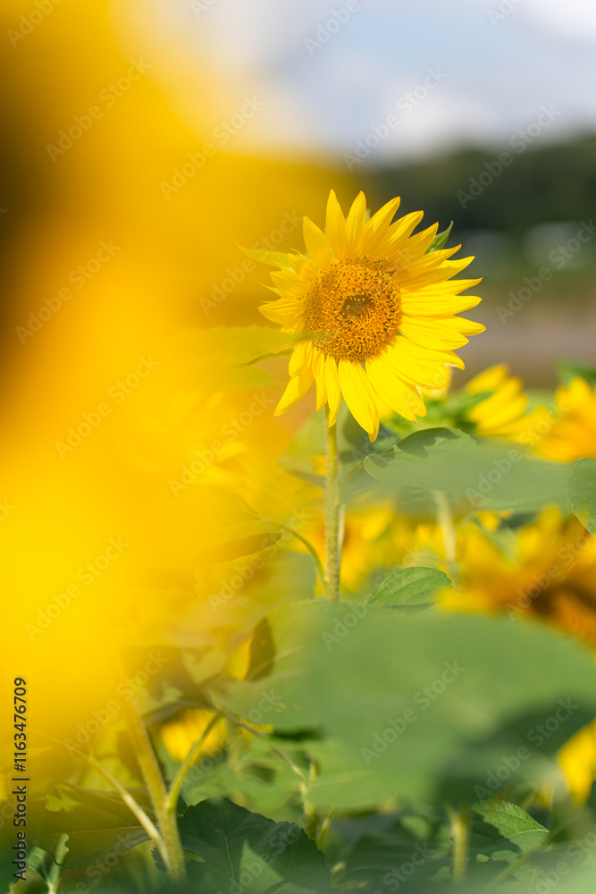 佐倉ふるさと広場の秋のひまわり