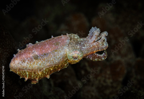 Eye level with a Dwarf (pygmy) Cuttlefish (Sepia bandensis) against a dark background.
