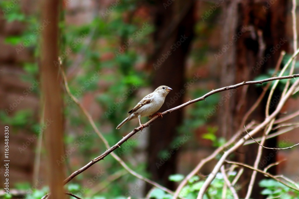 Graceful Bird Sitting on a Branch Against a Serene Nature Backdrop Graceful Bird Sitting on a Branch Against a Serene Nature Backdrop