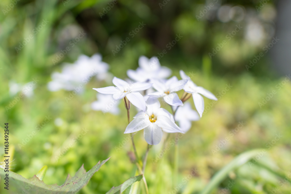 庭に咲く美しい白い花 庭に咲く美しい白い花