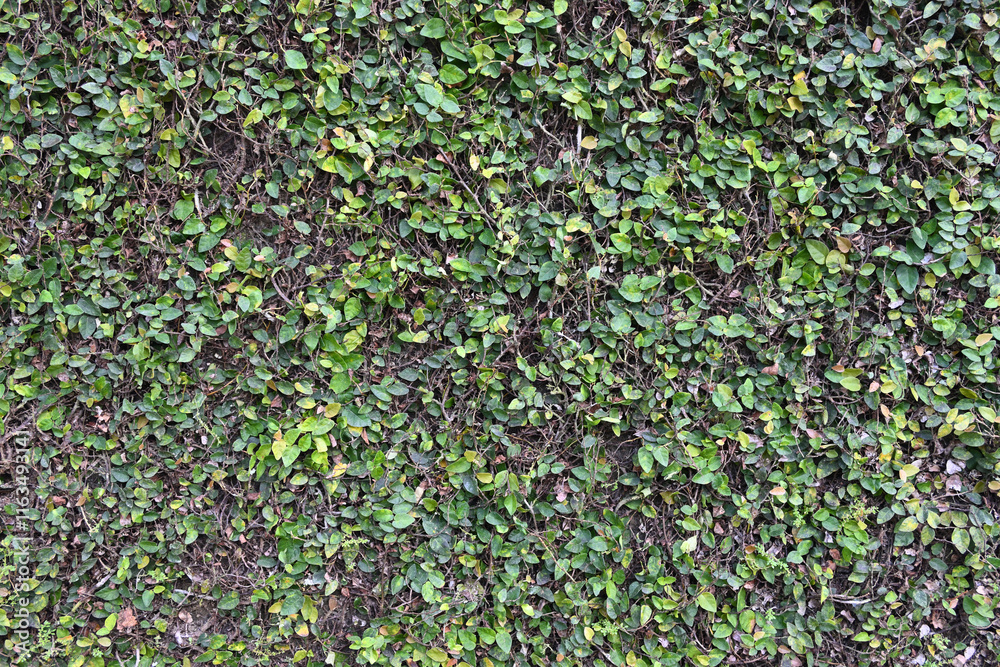 View of a climbing fig vine growing on the surface of a garden wall View of a climbing fig vine growing on the surface of a garden wall