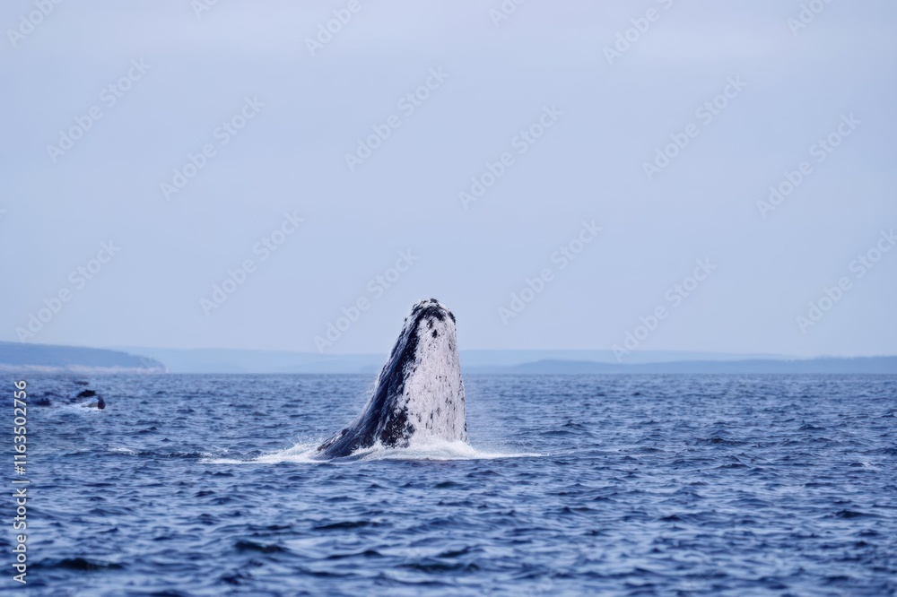 Fototapeta premium Humpback whale feeding on water surface, Provincetown, Massachusetts, USA
