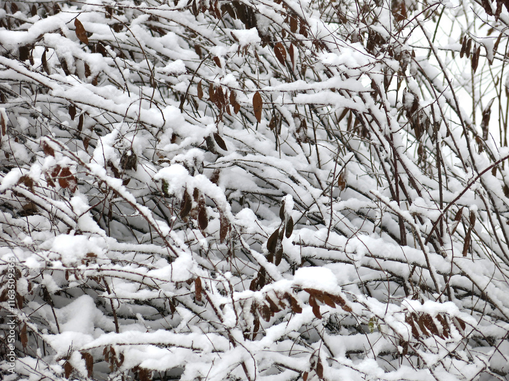 snow-covered intertwined tree branches in winter snow-covered intertwined tree branches in winter