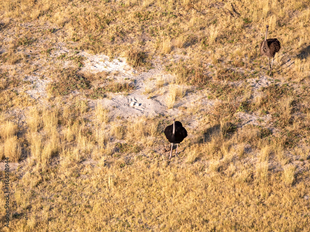 Two ostriches at the ostrich egg nest with three eggs in the Okovango Delta. Two ostriches at the ostrich egg nest with three eggs in the Okovango Delta.
