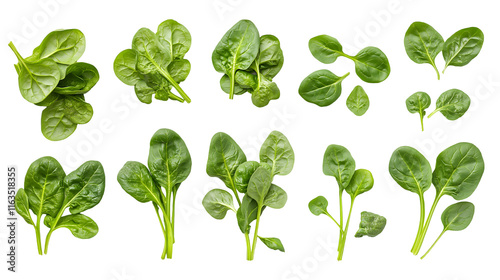 Spinach Leaves Isolated on Transparent Background png