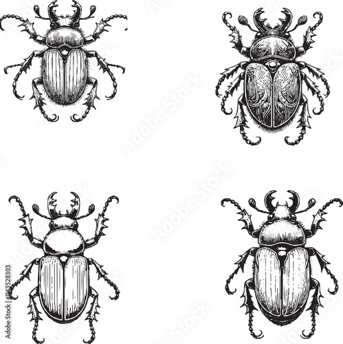 Detailed Beetle Illustrations