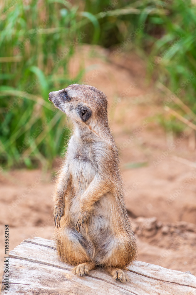 Meerkat, Suricata suricatta, on hind legs. Portrait of meerkat standing on hind legs with alert expression. Portrait of a funny meerkat sitting on its hind legs. Meerkat, Suricata suricatta, on hind legs. Portrait of meerkat standing on hind legs with alert expression. Portrait of a funny meerkat sitting on its hind legs.