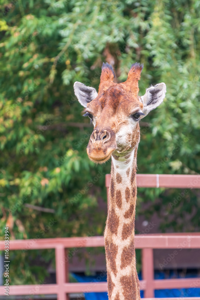 Close-up giraffe head on green leaves background Close-up giraffe head on green leaves background