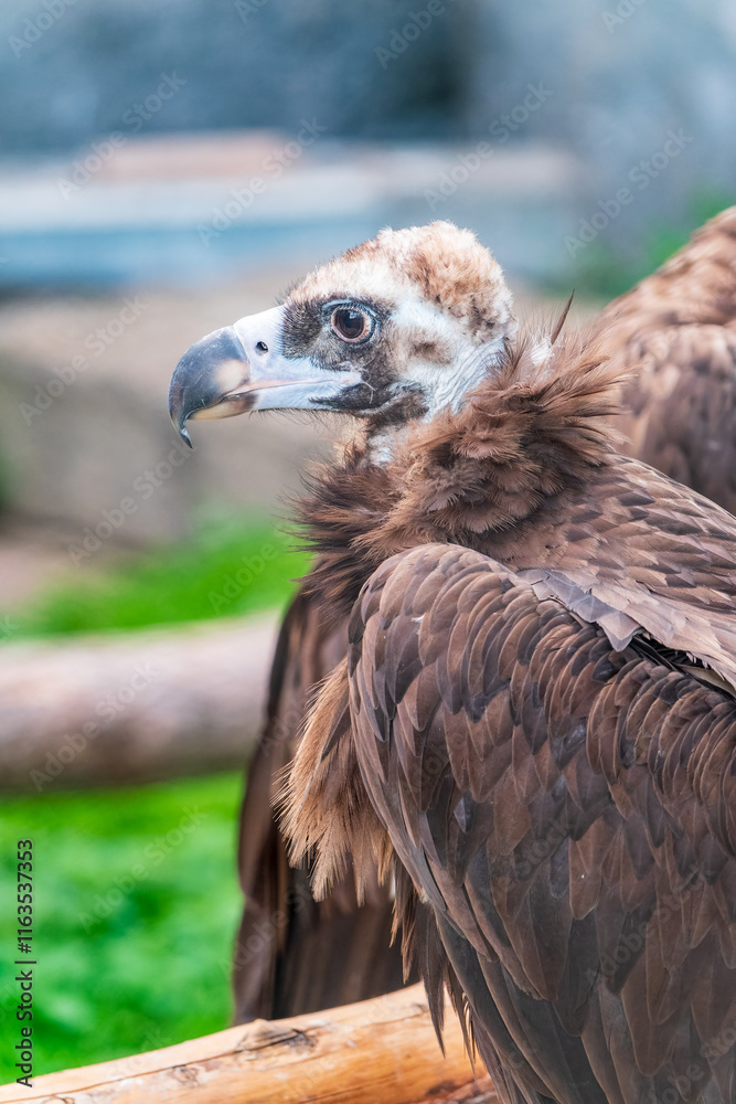 Close-up view portrait of Aegypius monachus (cinereous vulture or Eurasian black vulture) bird with brown plumage Close-up view portrait of Aegypius monachus (cinereous vulture or Eurasian black vulture) bird with brown plumage