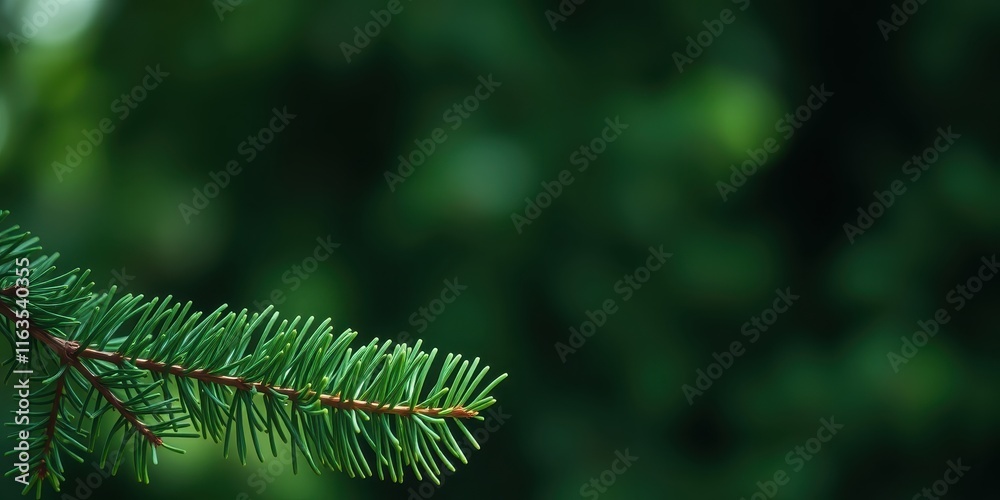 A single sprig of evergreen against a blurred green background A single sprig of evergreen against a blurred green background