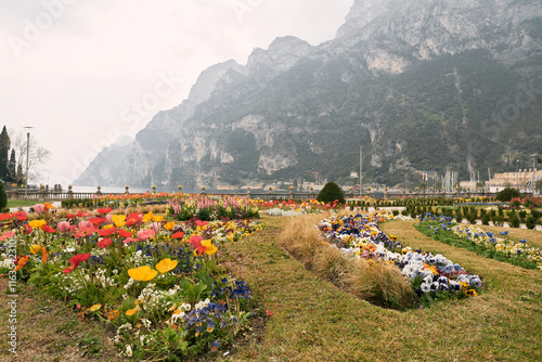Bright flowers in park with mountain scenery