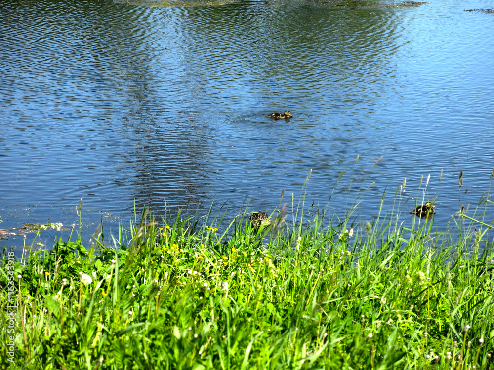 quiet rural pond in sunny summer weather quiet rural pond in sunny summer weather