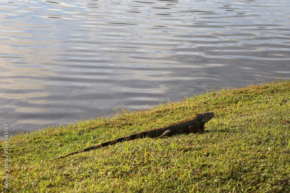 Large iguana rest and warm under sun on green grass near lake water Large iguana rest and warm under sun on green grass near lake water