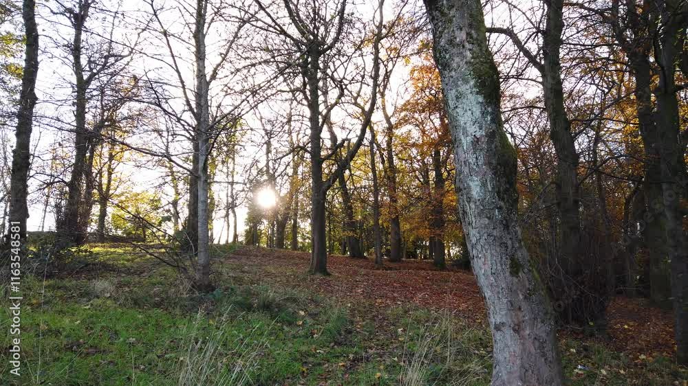 Dolly Right To Left Sun Peaking Through Bare Fall Forest Dolly Right To Left Sun Peaking Through Bare Fall Forest