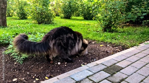 Cat is taking care of business in the garden photo