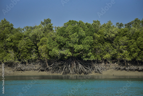 The Sundarbans is of universal importance for globally endangered species including the Royal Bengal Tiger, Ganges and Irawadi dolphins, estuarine crocodiles and the critically endangered endemic rive
