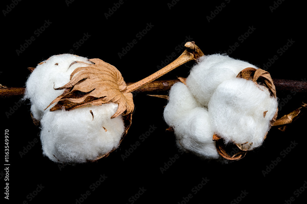 Cotton Bolls on Branch Black background Cotton Bolls on Branch Black background