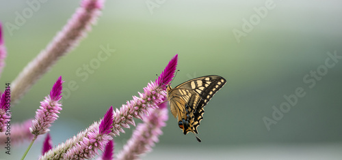 花の蜜を吸うアゲハチョウ photo