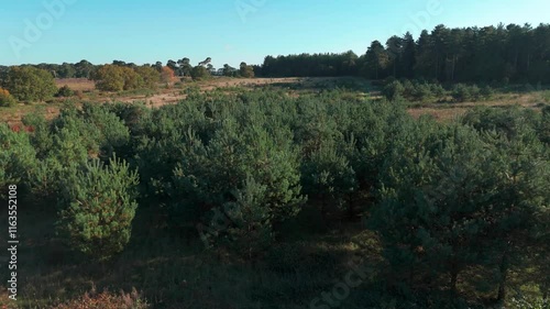 Lush green trees in Thetford Norfolk forest under a clear blue sky during daytime, aerial view photo