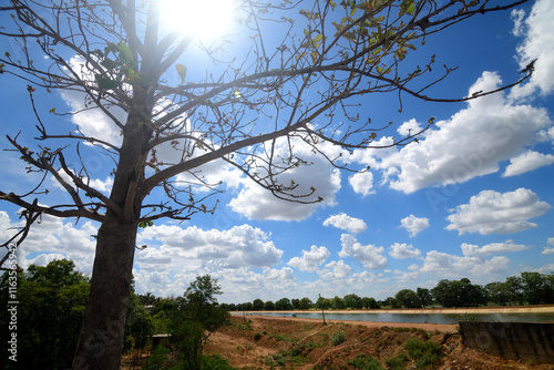 A tree against a blue sky with fluff clouds with sun glowing above