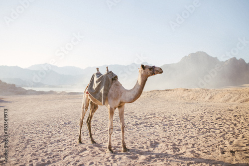 Camel standing in front of the desert. photo
