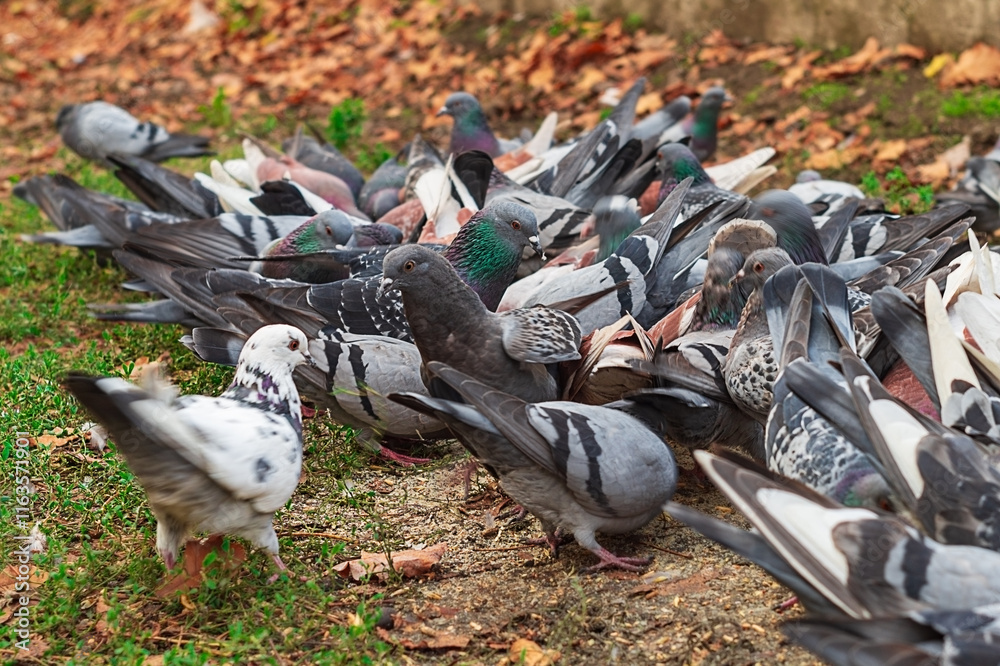 Fototapeta premium Nimble city pigeons have gathered in a flock on a small patch of land and eat grains of cereals scattered on the ground. Activity for subsistence in urban living conditions
